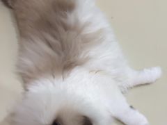 -三花喵·撸猫购宠·宠物生活馆(虹桥南丰城店)