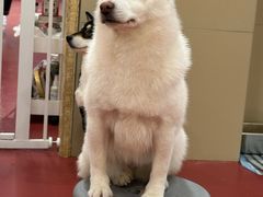 -和它·交个朋友·狗咖猫咖(爱琴海店)