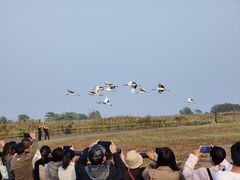 -盐城丹顶鹤湿地生态旅游区