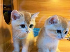 -猫十亿·布偶金渐层·曼基康矮脚猫舍(青年路店)