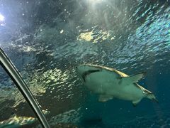 -上海海洋水族馆