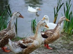 -两河城市森林公园