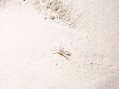 -15年老字号鑫鑫猪肚鸡·椰子鸡海南火锅(兴隆华侨农场店)