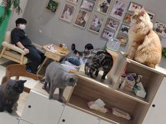 -藏猫猫咖啡主题馆(中央大道店)