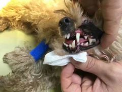 -瑞派宠物医院·24h·骨外科·皮肤科·全科宠物医疗转诊中心(沈阳浑南院)