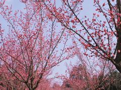 -三圣花乡旅游区