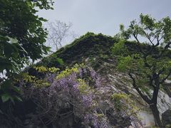 -艺圃