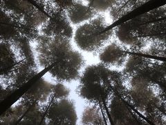 -山王坪喀斯特国家生态公园