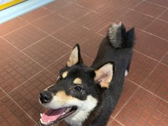 -柴犬高等学院·狗咖·柴犬售卖·宠物训练