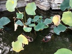 -莲花池公园