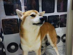 -FAELING PETS美天灵宠物(富力广场店)
