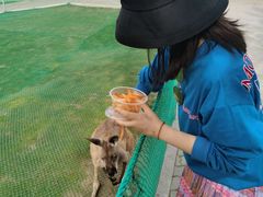 -西霞口神雕山野生动物世界