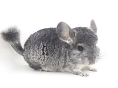 -龙猫仔乐园(惠福东路店)