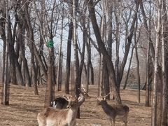 -秦皇岛野生动物园