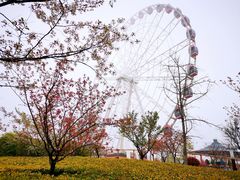 -顾村公园