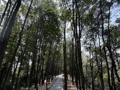 -火炉山森林公园