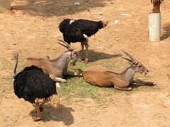 -泉州海丝野生动物世界