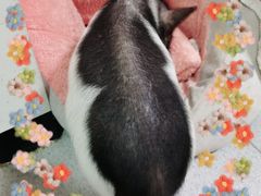 -我爱猫咪·猫咖·狗咖·安哥拉兔·羊驼咖(小寨华旗店)