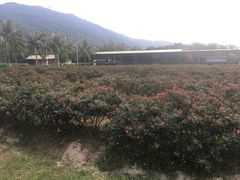 -亚龙湾国际玫瑰谷