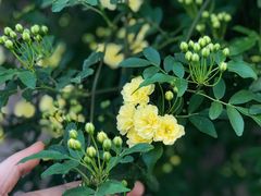 -吴家馄饨