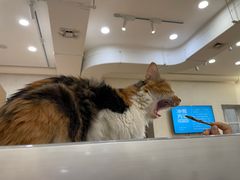 -玫瑰咖啡(中山六路店)
