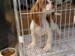 -翊宠yipet猫狗购宠庄园犬舍•猫舍