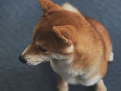 -柴源莊·柴小宠柴犬咖啡