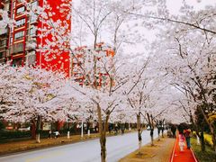 -高东镇樱花园