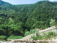 -牛背梁国家森林公园