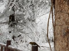 -瓦屋山景区