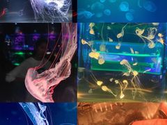 -上海海昌海洋公园