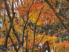 -金鸡湖桃花岛