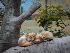 -上海野生动物园