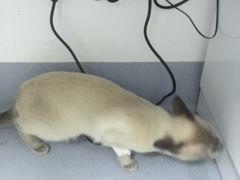 手术前自由活动，满屋乱窜，胆儿肥了-达爱动物医院·犬猫分区·CT·复杂眼科(远洋山水分院)