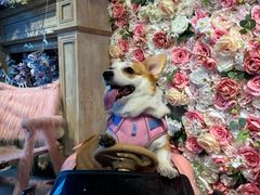 -百好乐宠物友好餐厅(朝外大街店)