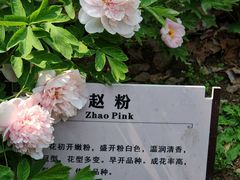 -洛阳市牡丹公园