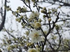 -林屋梅海青梅保护基地
