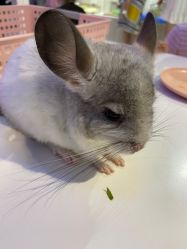 -Moni星球萌宠·小马宝莉·灵蛇·高端高阶全萌宠互动体验俱乐部(红豆国际广场店)