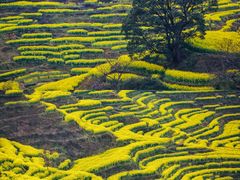 -婺源风景区