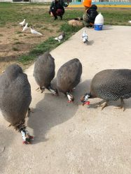 -上美四季动物农场