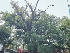 -新安江山水画廊风景区