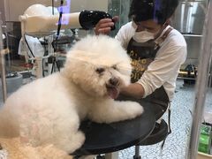 -momokira米努特·德文卷毛猫·棉花面纱犬