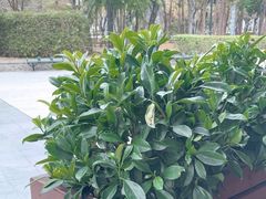 -星巴克(深圳欢乐颂店)