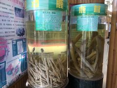 -北京鹿世界主题园