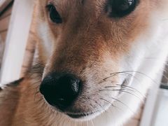 -艾贝尔宠物诊疗