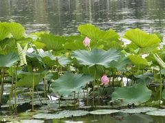 -长春市南湖公园