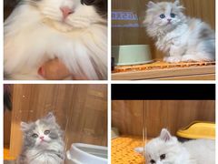 -欣宠猫屋·矮脚拿破仑·蓝金金渐层