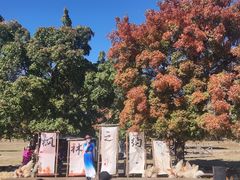 -五角枫生态旅游景区