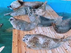 -大连圣亚海洋世界