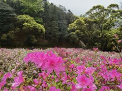 -广州市石门国家森林公园